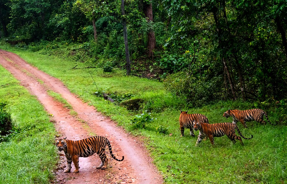 kanha national park Banner